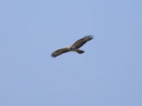 Maeusebussard (Buteo buteo) 05